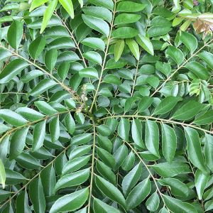 Curry Leaves 1Kg
